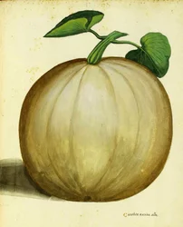 White Squash av Ulisse Aldrovandi