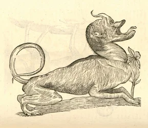 illustrasjon av Canis monstroso capite fra Aldrovandis History of Monsters, 1642