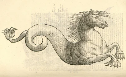 illustrasjon av Equus marinus monstrosus fra Aldrovandis History of Monsters, 1642