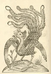 illustrasjon av Gallus Indicus auritus tridactylus fra Aldrovandis History of Monsters, 1642