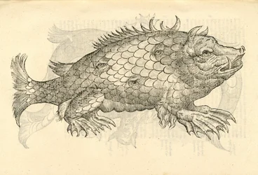 illustrasjon av Monstrosus Sur marinus fra Aldrovandis History of Monsters, 1642