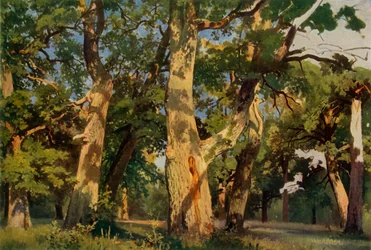 Eiketrær i kveldingen, 1887, 1965