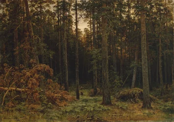 Furuskog, 1885