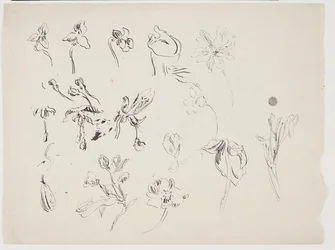 Blomsterskitser