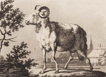 En vær