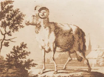 En vær