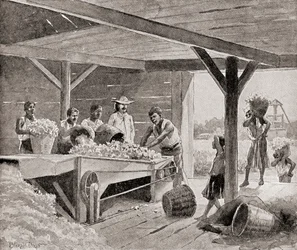 Slaver som arbeider med en bomullsrensemaskin fra 1800-tallet på en plantasje i en sørstat i Amerikas forente stater, fra «The History of Our Country», utgitt 1905