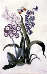 Halvdoble hvite og blå hyasinter med hybrid auricula og en oransje sommerfugl