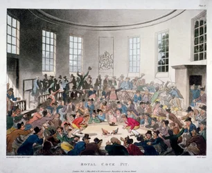 «Den kongelige hanekamparenaen», 1808