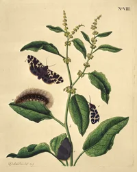 Sommerfugler, larver og planter: Tavle VIII av J. Dutfield