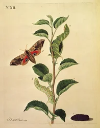 Sommerfugler, larver og planter: Tavle XII av J. Dutfield