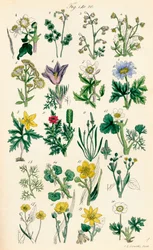 Side med fargeillustrasjoner fra British Wild Flowers etter et verk av J. E. Sowerby og C. P. Johnson