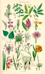 Side med fargeillustrasjoner fra British Wild Flowers etter et verk av J. E. Sowerby og C. P. Johnson