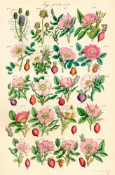 Side med fargeillustrasjoner fra British Wild Flowers etter et verk av JE Sowerby og CP Johnson