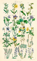 Side med fargeillustrasjoner fra British Wild Flowers etter et verk av J. E. Sowerby og C. P. Johnson