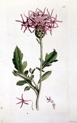 Great Knapweed, fra et volum av "English Botany" pub. 1790-1814 (håndfarget gravering)