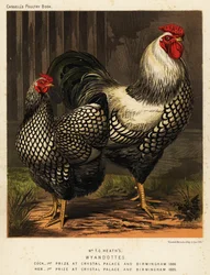 Amerikanske wyandottehøns, etter J. W. Ludlow