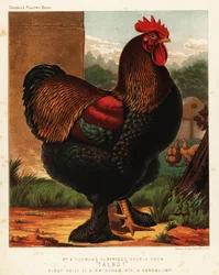 Rapphønefarget cochinhane