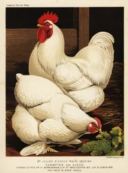 Hvit cochinhane og -høne