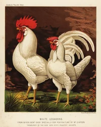 Hvit leghorn- eller livornohane og -høne