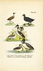 Vannfugler med jacana, sothøne, toppdykker og islom
