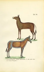 Asiatiske villhester: Ziggetai og Onager