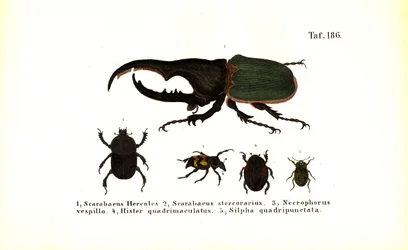 Biller av familiene Scarabaeidae og Silphidae