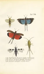 Blåvinget gresshoppe, rødvinget gresshoppe og andre insekter