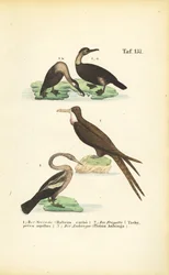 Skarv, fregattfugl og anhinga