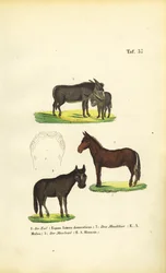 Tamesel, muldyr og hinny