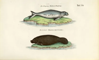 Dugong og manat