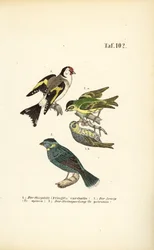 Europeisk gullfink, siskin og steinspurv