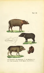 Eksotiske grisearter: Babirusa, kragepakkary og hvitlippet pekkary