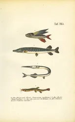 Flygefisk, gjedde og sjømaur