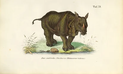 Indisk neshorn