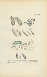 Infusoria: Paramecium, Stentor og andre ciliater