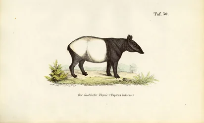 Malaysisk tapir