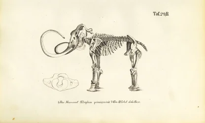Mammutskjelett