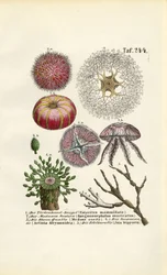 Marine virvelløse dyr og cnidarianer