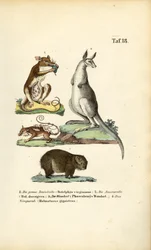 Pungdyr fra Amerika og Australia