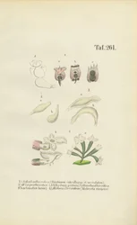 Mikroskopiske rotatorer: Brachionus, Ichthyidium, Chaetonotus og Melicerta