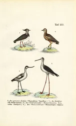 Nordlig vipe, steinspove, svartvingete avocet og svartvinget stylte