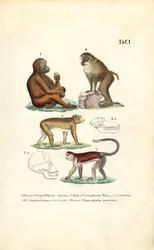 Gammeldagse aper: Orangutang, makak, ape og bavian