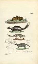 Oter, skunk, ichneumon og civet med hodeskalleillustrasjoner