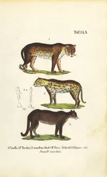 Panter, Jaguar og Puma