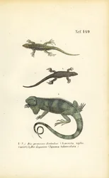 Sandøgler og grønn iguana