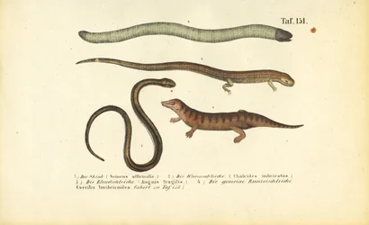 Skink, sylindrisk skink, sløvorm og bålorm
