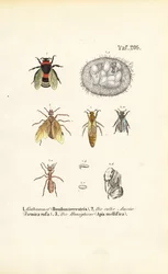 Sosiale insekter med utviklingsstadier