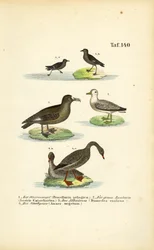Stormsvale, storjo, albatross og sædgås