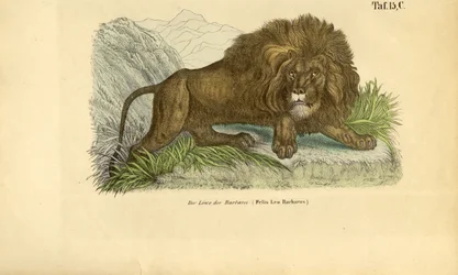 Barbary-løven